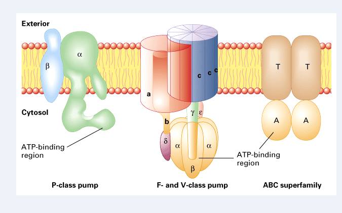 PPI-Thuốc ức chế bơm Proton